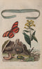 Cestoda/flatworm.Cestrum/Jessamine.Cethosia/Lacewing butterfly.Rose chafer 1833