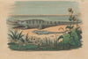 CROCODILES. Champsès (Crocodile vulgaire). Adult & juvenile 1833 old print