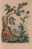 Chanterelle mushrooms. Weevils. Chardon (Thistle). Chardonneret (Goldfinch) 1833