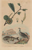 Chataignier/Chestnut tree.Chavaria/Northern screamer.Cheilodactylus/morwong 1833