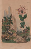 Chévres (goats). Chèvrefeuille (Honeysuckle) 1833 old antique print picture