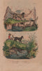 Sheep dog. St Bernard. Ffoxhound/hunting/game dog. White Newfoundland dog 1833