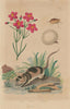 Chique (chigoe flea). Chironia. Chironecte (Water Opposum) 1833 old print