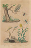 Chlorion aerarium/Sphecid wasp.Owl.Chrysanthemum.Pupae.Chrysis/cuckoo wasp 1833