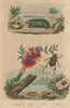 Golden mole. Sapphire weevil. Chrysomelidae. Shining leaf chafer beetle 1833