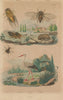 Cicindele (Tiger Beetle). Cigale (cicada). Cigogne (Stork) 1833 old print