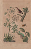 PLANTS. Ciguë (Hemlock). Cimbex (Sawfly). Cincle (European Dipper) 1833 print