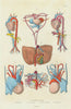 BLOOD CIRCULATION. Man Foetus Crocodile Tortoise. Circulation Sang 1833 print
