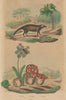 Civette (Civet). Clairon (Trichodes apiarius). Clathrus ruber fungus 1833
