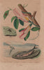 Clio pyramidata.Clitoria/butterfly pea.Sac spider.Herring.Clytra laeviuscul 1833
