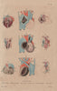 STRUCTURE OF THE HEART. Foetus. Crocodile. Snake. Lizard Salamander Fish 1833