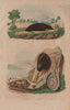 Concholepas (Chilean abalone). Condylure (Nosed Mole). Conus sea snail 1833