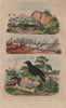 Coral. Coralline algae. Corbeau (Raven). Cordyle (Armadillo girdled lizard) 1833