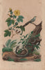 PLANTS. Cotonier (Cotton Plant). Coucou (Cuckoo). Couleuvre (Grass Snake) 1833