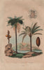 TREES. Cyamus (Whale louse). Cyathea (Tree Fern). Cycas (Sago Palm) 1833 print