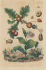 Cynips (Gall Wasps). Cypripedium. Cypris Morpho 1833 old antique print picture