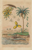 TREES/MAMMALS. Dattier (Date-Palm). Dauphin (Dolphin) 1833 old antique print