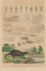MAMMAL TEETH. Dents Mammiferes (Teeth Mammals). Dermestes beetle. Desman 1833