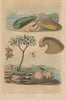Porcupinefish. Diopsis/ichneumon wasp. Sea hare. Doris sea slug. Doum palm 1833
