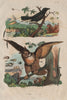 BIRDS. Greater Racket-tailed Drongo. Duc (Eurasian Eagle-Owl) 1833 old print