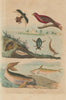 Dugong. Durbec - Pine Grosbeak. Dytiscidae (Diving Beetles) 1833 old print