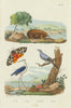 Garden tiger moth/Arctia caja. Stilt. Cuckooshrike. Echidna/spiny anteater 1833