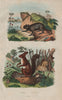 RODENTS. Echimys (Spiny Tree-rat). Ecureuil (Squirrel) 1833 old antique print