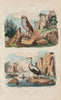 BIRDS. Effraie (Barn Owl). Eider duck 1833 old antique vintage print picture