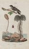 Encrine/stone lily. Endomychus coccineus (Handsome fungus beetle). Nightjar 1833