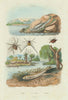 Eolide (Aeolidioidea - sea slug). Epeire (Spiders). Eperlan (Mudfish) 1833
