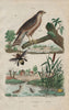 Epervier (Sparrowhawk). Ephémère (Mayfly). Epicharis (apid bee) 1833 old print