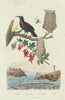 Brown Sicklebill Bird-of-Paradise. Barberry. Epipona wasp nest. Sand eel 1833