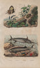 Erotylidae (pleasing fungus beetle). Erycina butterfly. Swordfish. Sturgeon 1833