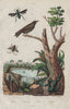 Etheria. Starling. Apis tumulorum/Euglossa (small long horned/orchid bees) 1833