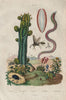 Potter wasp. Bobbitt worm. Euphorbia (Spurge). Euphrosyne worm 1833 old print