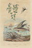 Euphraisa (eyebright). Japanese spider crab. Evaniidae wasp. Flying fish 1833