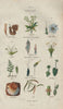 PLANT FAMILIES. Dicotyledons (Dicots). Monocotyledons (Monocots) 1833 print