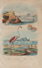 Sea butterfly/corolla calceola. Fissurella/keyhole limpet. Flamingo. Flate 1833