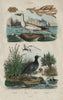 Flustra bryozoan. Lady Gaga wasp. Fou Bassan/Northern Gannet. Foulque/Coot 1833