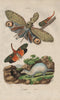 ANIMALS. Fulgora Laternaria (Lantern Fly). Planthopper. Furet (Ferret) 1833