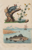 Gade morue (Gade cod). Gaillet (Cleaver). Galago (Bushbaby) 1833 old print