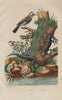 Geai (Jay). Eurasian Jay. Gecarcinus (Land Crab). Jecko (Gecko) 1833 old print