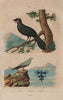Glaréole (Pratincole). Glaucope (Kokako). Glaucus atlanticus nudibranch 1833