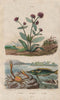 Green birdmouth wrasse. Globe Amaranth. Goneplax rhomboides (angular crab) 1833