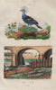 BIRDS. Goujon (Gudgeon). Goura (Crowned Pigeon) 1833 old antique print picture
