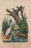 Grèbe (Grebe). Grenouille (Frog). Grimpereau (Nuthatch) 1833 old antique print