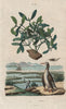 Gui (Mistletoe). Guillemot. Birds 1833 old antique vintage print picture
