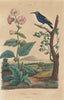 Guimauve (Marshmallow). Althaea officinalis. Guit-guit (Honeycreeper) 1833