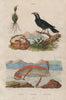 Gymnètre (oarfish). Gymnodère (Grackle). Gymnostoma plant 1833 old print