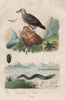 Electric Eel. Gypaète (vulture). Gyrinidae (whirligig beetle) 1833 old print